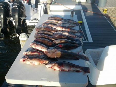 Table_full_of_fish_from_Saturday's_open_boat_trip..jpg