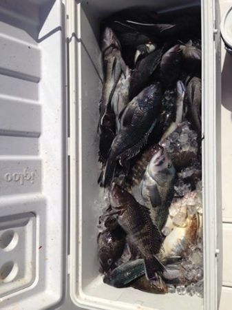 Cooler_with_Sea_Bass_and_a_few_ling_from_the_inshore_spots._We_got_a_bunch_more_ling_on_the_115_and_120_foot_spots._.jpg